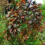 Acalypha wilkesiana Хабит