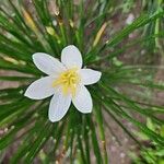 Zephyranthes candida 花