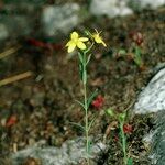 Hypericum linariifolium आदत