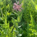 Asclepias sullivantii Листок