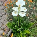 Zantedeschia aethiopica Habitus