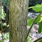 Cordia dentata Φλοιός