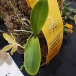 Phalaenopsis pallens ഇല