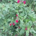 Salvia splendens 叶