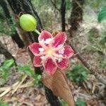 Dillenia suffruticosa Flower