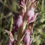 Anacamptis sancta Flor