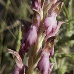 Anacamptis sancta Flors