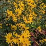 Helianthus × laetiflorus Habit