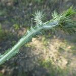 Carduus pycnocephalus Leaf