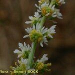 Sesamoides purpurascens その他の提案
