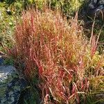 Imperata cylindrica Habit