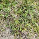 Arctostaphylos uva-ursi Habit