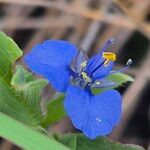 Commelina latifolia Çiçek