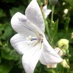 Platycodon grandiflorus Flower