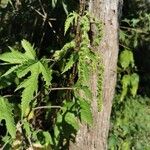 Girardinia diversifolia Blatt