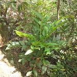 Phyllanthus cherrieri Hábito