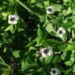 Cornus suecica Blad