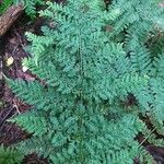 Dryopteris dilatata Лист