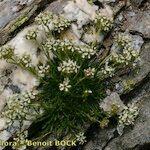 Saponaria lutea Hábito