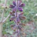 Salvia verbenaca Fleur