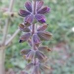 Salvia verbenaca Blüte