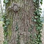 Quercus petraea Bark