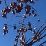 Koelreuteria paniculata Fruit