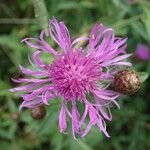 Centaurea decipiens Flor