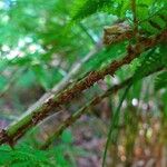 Dryopteris dilatata Bark