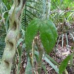 Schnella guianensis Leaf