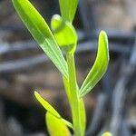 Linum trigynum Leaf