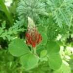 Trifolium incarnatumFlower