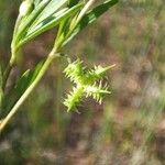 Ranunculus arvensis Frugt