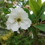 Exochorda × macrantha Flower