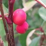 Photinia davidiana Fruit