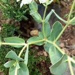 Euphorbia marginata Leaf