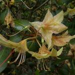 Rhododendron triflorum Flower