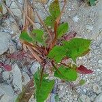Taraxacum bavaricum Leaf