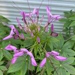 Cleome spinosa Flower