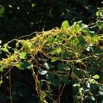 Cuscuta americana Vivejo