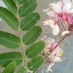 Cassia javanica Kukka