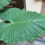 Alocasia odora Liść