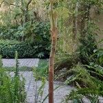 Tetrapanax papyrifer Jani