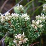 Cyathopsis albicans Habit