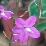 Pseuderanthemum alatum Flor