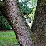 Salix × pendulina Bark