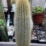 Cleistocactus variispinus Celota
