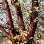 Sterculia africana 樹皮