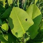 Silphium terebinthinaceum Leaf