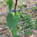 Ipomoea biflora Leht